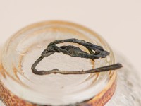 Шэн пуэр "Мао Ча Чжан Сян" (камфорный аромат), Бано Ча Шань, 2016 г.