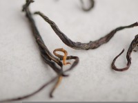 Су Ху Шай Хун, с 300-летних деревьев, 2025г.