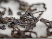 Иван-чай "Озерный", 2025г. Иван-чай "Озерный", 2025г.