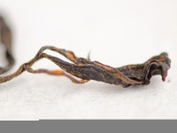 Красный чай "Поцелуй", Ткибули, Грузия, 2024г. Красный чай "Поцелуй", Ткибули, Грузия, 2024г.