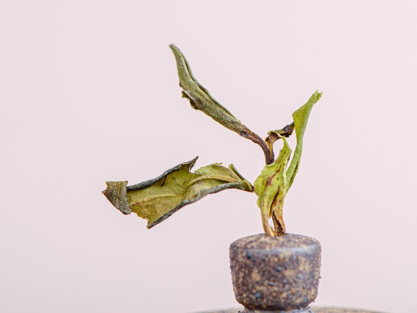 Белый чай "Юньнань Гао Шань Е Шэн Бай Ча", 100 летние деревья