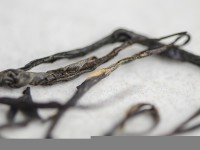 Ежевика Чжун Го Хун  "ААА", 2025 г.