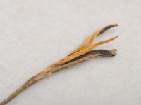 Дянь Хун Сун Чжэнь "АА" (Сосновые Иглы), 2025г. Дянь Хун Сун Чжэнь "АА" (Сосновые Иглы), 2025г.