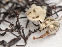 Су Ху Шай Хун с Айвой "АА", 2025г. Су Ху Шай Хун с Айвой "АА", 2025г.