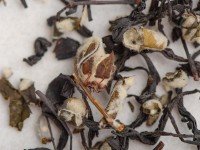 Шай Хун с Айвой "АА", 2025г.