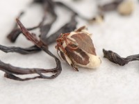 Шай Хун с Айвой "АА", 2025г.