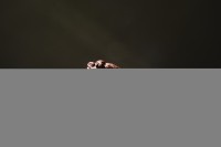 Чайник #2040, 100 мл., исинская глина. Чайник #2040, 100 мл., исинская глина.