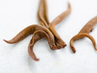 Дянь Хун Цзинь Ло "ААА" 2025 г.