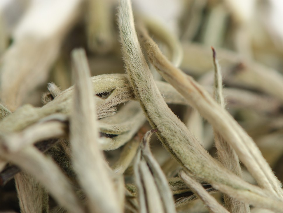 Гу Шу Бай Я "АА" (Белые Почки с Древних Деревьев), Юньнань, 2024 г.