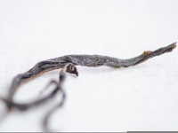 Ю Цзы Сян Даньцун, 2025г.