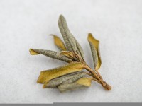 Саган-дайля (Белое Крыло Шамана) "АА", 2025 г. 