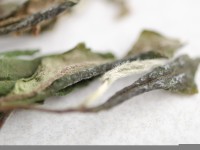 Бай Му Дань "АА" (Белый Пион), 2021г.