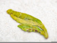 Лунцзин из Мэйцзяу (малые почки) "ААА", весна 2026 г.