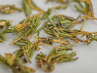 Саган-дайля "Летний" (Сайган Дайля, Белое Крыло Шамана) "ААА", 2025 г.