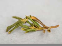 Саган-дайля "Летний" (Сайган Дайля, Белое Крыло Шамана) "ААА", 2025 г. Саган-дайля "Летний" (Сайган Дайля, Белое Крыло Шамана) "ААА", 2025 г.